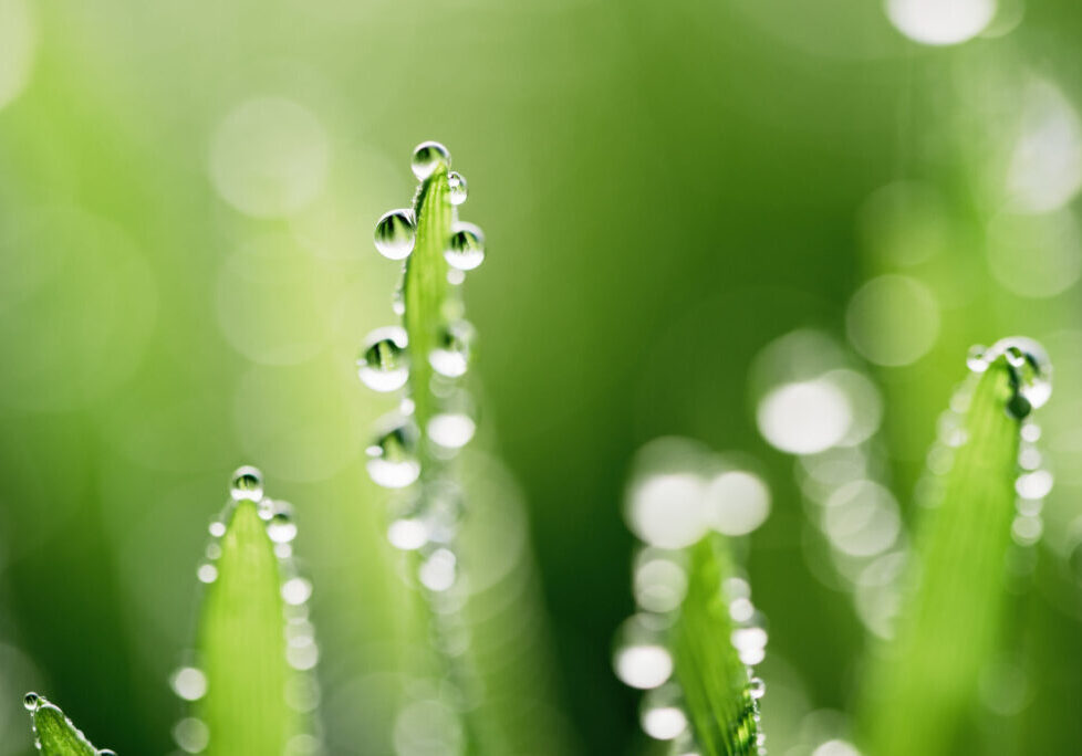 Wet spring green grass background with dew lawn natural.