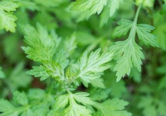 FEF97543-C99A-4DAE-9140-EE739C34E07D_4_5005_c