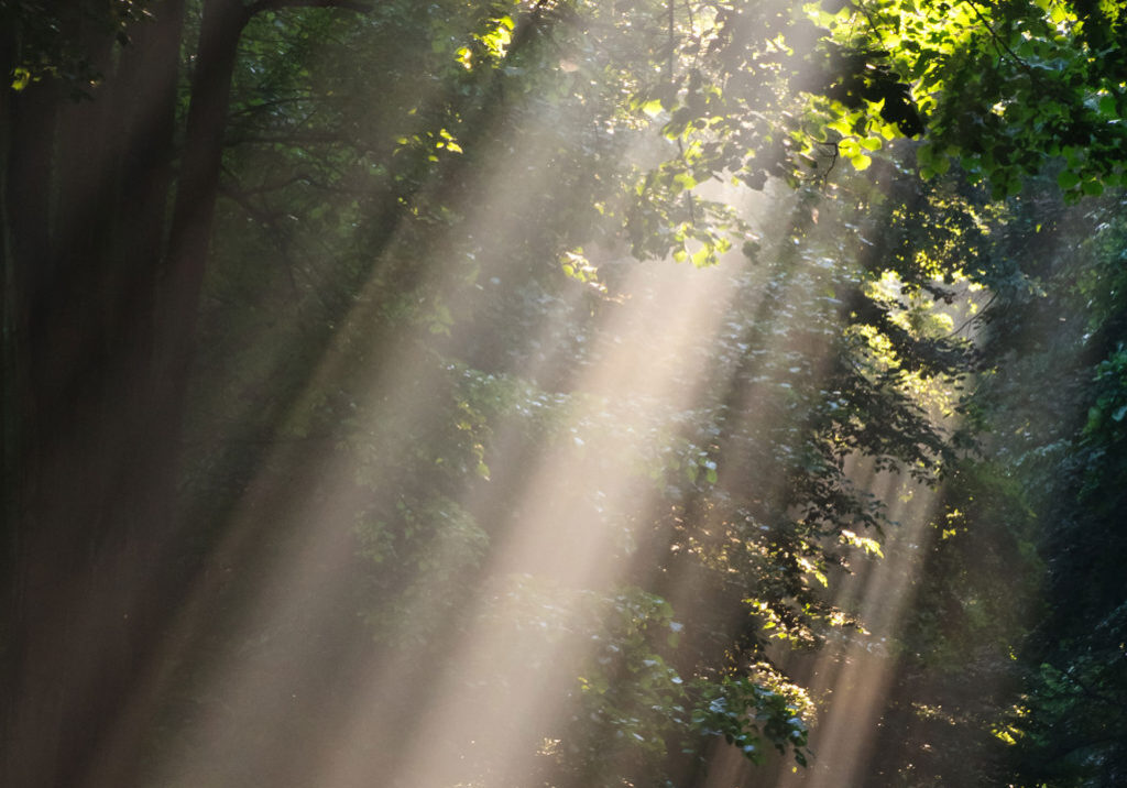 sun-fog-in-forest-2024-09-22-21-30-09-utc-2